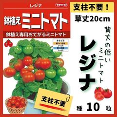 2023年種入荷！【ミニトマトの種】草背20cmミニトマト「レジナ」の種10粒