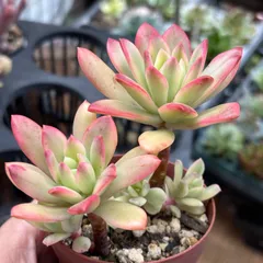 お取り置き専用　多肉植物　❁︎シュビル錦　未発根 2025年最新】多肉植物錦の人気アイテム - メルカリ