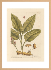 世界の名画 100年前 アートポスター ボタニカル 植物 果物 ハーブ ヴォイニッチ手稿 絵画 おしゃれ レトロ ポップ インテリア フレームなし （A3サイズ）（ポスターのみ）