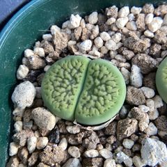 メセン屋 らふぁえる - メルカリShops