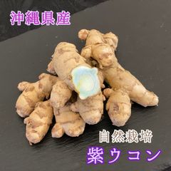 沖縄県産 自然栽培　生紫ウコン4.5kg 無くなり次第終了 沖縄県産 自然栽培 生 秋/紫/黒/白ウコン4種 - メルカリ