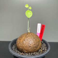 ステファニア　エレクタ　発根済　発芽済