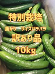 10キロ弱！大容量でお得！！農家直送美味しいきゅうり！ 10キロ弱！ サイズバラバラ！ 曲がりきゅうり　訳あり　きゅうり　10キロ　10kg　産地直送品