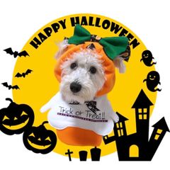 ハロウィン被り物(犬猫用)ハンドメイドＡ