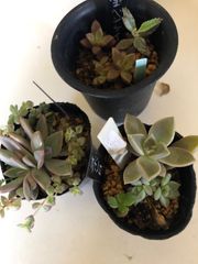 多肉植物　寄せ植え
