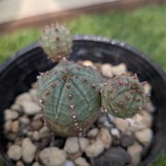 多肉植物ユーフォルビア属オベサブローミニ