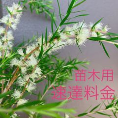苗木用　速達料金