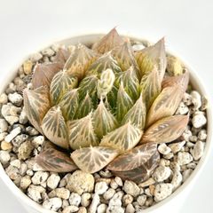 【多肉植物】ハオルチア・青雲の舞　Haworthia cooperi var.cooperi