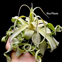 【Neo Plants owners collection】No.1