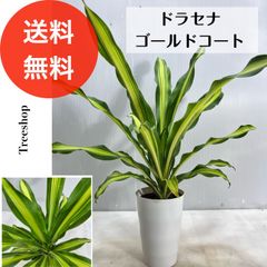 ドラセナ ゴールドコート 【送料無料】6寸プラ鉢 高さ0.8ｍ（鉢込み）幅0.7ｍ 観葉植物 斑入り リゾート植物 ドライガーデン 常緑性 インテリア