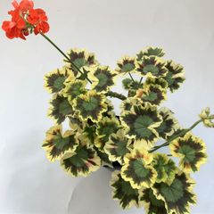カラーリーフゼラニウム　八千代錦　天竺葵　　ガーデニング　花壇　紅葉　希少品種