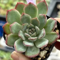 2025年最新】コロラータアテマハックの人気アイテム - メルカリ