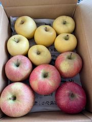 青森県産りんご 黄金フジ 葉取らずさんフジ家庭用約3キロ食べ比べセット！