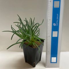 多肉植物　フィロボルス(レア)  抜き苗　根付き