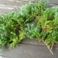 ヒムロスギ ♥️ご予約ご相談ページ