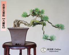 吾妻五葉松【大巓性】ダイテンショウ 実生 根上り懸崖づくり 小品盆栽【泰寿園 Online】現品 一点物 盆栽 松柏 室内 鑑賞 趣味 卓上盆栽 盆栽鉢 グリーン 和 ギフト プレゼント 贈答品 ミニ盆栽 誕生日 母の日 父の日 敬老の日 記念日 お祝い 29