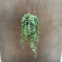 【サンプル】ディスキディア　ヌンムラリア　Dischidia nummularia　ボタンオーキッド　キョウチクトウ　マメヅタカズラ　ディスキディア属 観葉植物 観葉 植物 つる性 ハンギング インテリア プレゼント かわいい おしゃれ