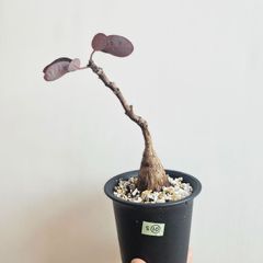 S⑩〚フィランサス・ミラビリス〛Phyllanthus Mirabilis 塊根植物 コーデックス ポット発送