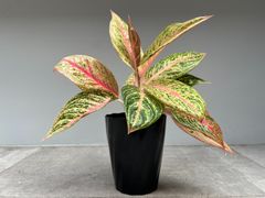 ビトロ苗 8種セット】人気 フィロデンドロンまとめ買い！無菌培養の