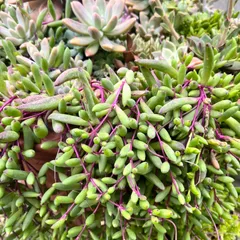 〜ルビーネックレスカット苗〜100グラム　多肉植物寄せ植え