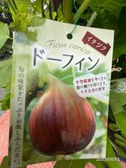 イチジク苗木 日本種 蓬莱柿 極太幹 無花果 糖度15〜16 - メルカリ