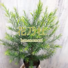 台湾ガジュマル8の字仕立て縁起もの末広がり永遠無限大パンダ