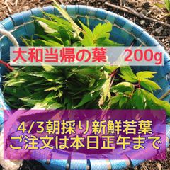 大和当帰の苗 2株 - メルカリ