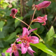 2024年最新】秋の茶花の人気アイテム - メルカリ