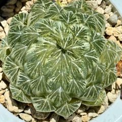 多肉・フラメンコ錦・極上派手色斑・ちびっこ2個付き 楽天市場】多肉植物 oriミックスベリア No.064 白玉美尼 多肉