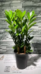 タイ産　ザミオクルカス　ザミフォーリア　ブラックゴールド　斑入り Zamioculcas zamiifolia Variegated ザミオクルカス
