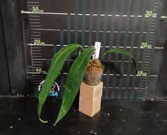 アンスリウム ペンデンス  Anthurium type pendens JA