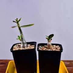 3P8 実生 アデニウム ソマレンセ/キングコング コーデックス 塊根植物 アデニウムソマレンセ/キングコング