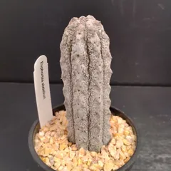 2025年最新】アブデルクリの人気アイテム - メルカリ