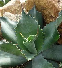 フェロックス　グリーンゴブレット　大型美株　即戦力　肉厚短葉　早い者勝ち フェロックス グリーンゴブレット 大型美株 即戦力 肉厚短葉 早い者勝ち