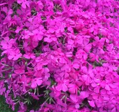 芝桜　切り苗　10本