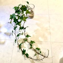 ヘデラアイビー　ロングアイビー　ハンギングプランツ