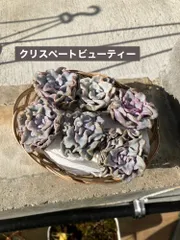 2025年最新】クリスペートビューティーの人気アイテム - メルカリ 