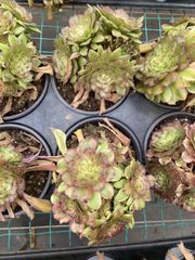 抜き苗 ツァーリ MY58×15株 ふっくら 多肉植物 エケベリア サボテン 韓国苗 新入荷
