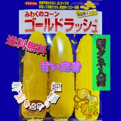 みわくのコーンゴールドラッシュ　スイートコーン　とうもろこし　野菜　トウモロコシ