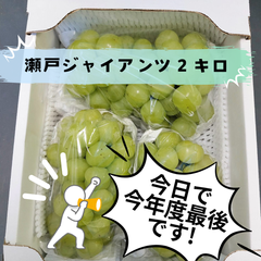 今日15時まで！　岡山県産　瀬戸ジャイアンツ　２キロ(箱の重量別)！　種なし　ぶどう　産地直送