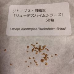 【種子50粒】リトープス・日輪玉「リューデスハイムシラーズ」