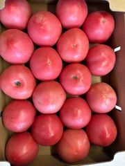 飛騨トマト 12キロ(4キロ箱3箱) 訳あり