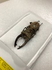 昆虫標本★ネグロス島産ズベールホソアカクワガタ♂45ミリ