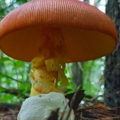 八ヶ岳産 天然きのこ73 ハナビラタケ他 クール便 - メルカリ