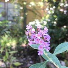 KOVEA CUBE コベアキューブ フルカスタム組込み済み - メルカリ