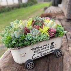 オーダー承ります多肉植物寄せ植えちま寄せ花車