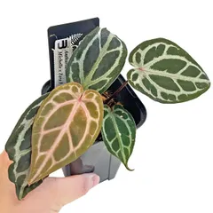 2025年最新】anthurium michelleの人気アイテム - メルカリ