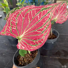楽天市場】PLANCHU 観葉植物 カラジウム ピンクシンフォニー 4号
