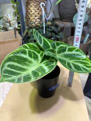 アンスリウム・ドラヤキ　3号　観葉植物　インテリア　グリーン　花　キレイ　ベルベット