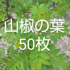 2025年最新】山椒葉の人気アイテム - メルカリ